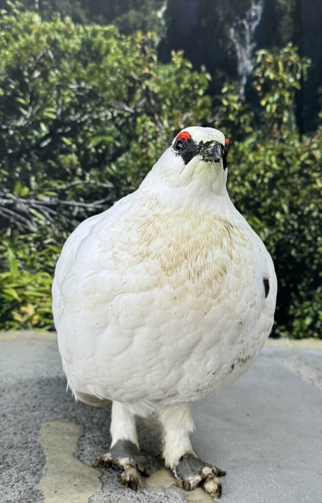 もっと知りたい「ライチョウ」のこと！  大町山岳博物館の元学芸員に聞いた「神の鳥」の “生態”と“人工飼育の今”【長野県大町市】2026年の画像004