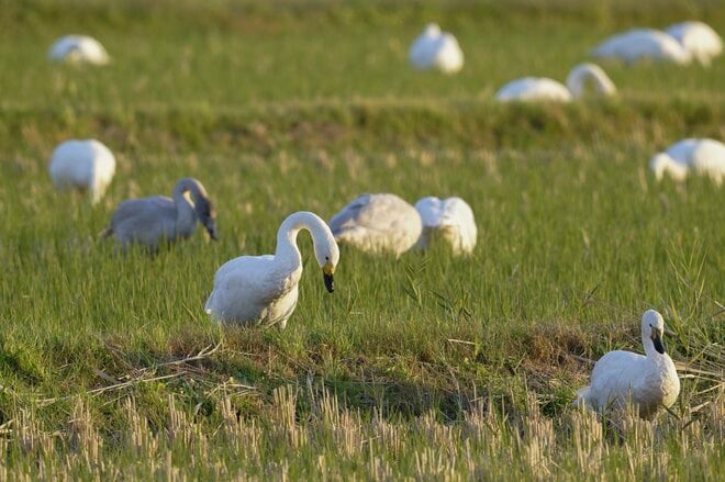 圧巻！ 城下町 鶴岡で色鮮やかに輝く里山をバックに4,000羽のハクチョウが空を舞う「地球温暖化で生まれた水鳥の楽園」を訪ねる 【山形県】2025年の画像010