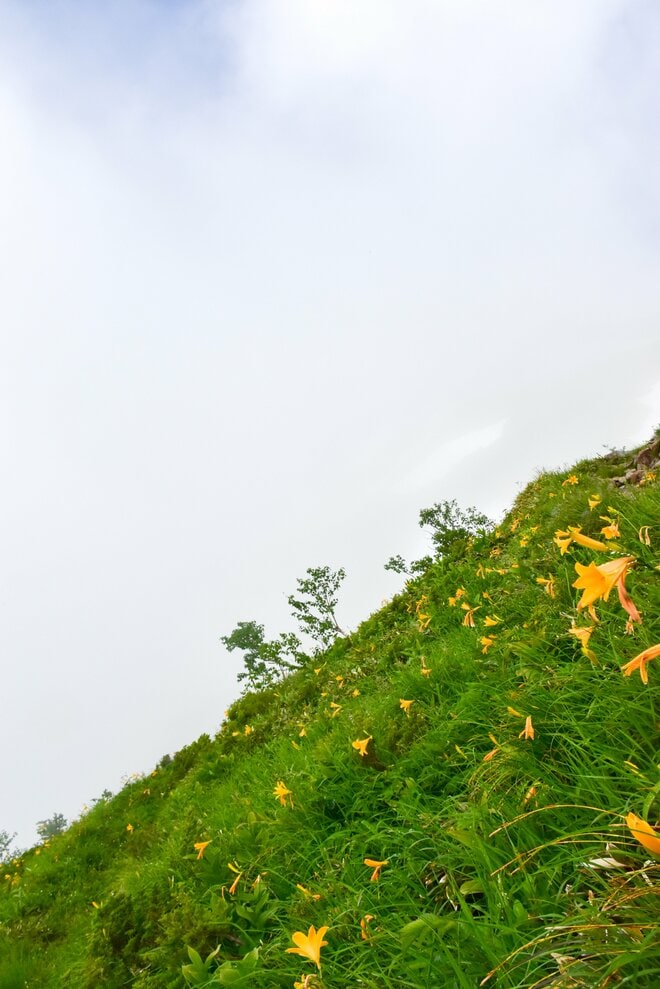 梅雨に逆戻り！？ 高山植物を愛でる山歩き！ ニッコウキスゲ咲き乱れる北アルプス・唐松岳〈長野県〉2022年の画像002