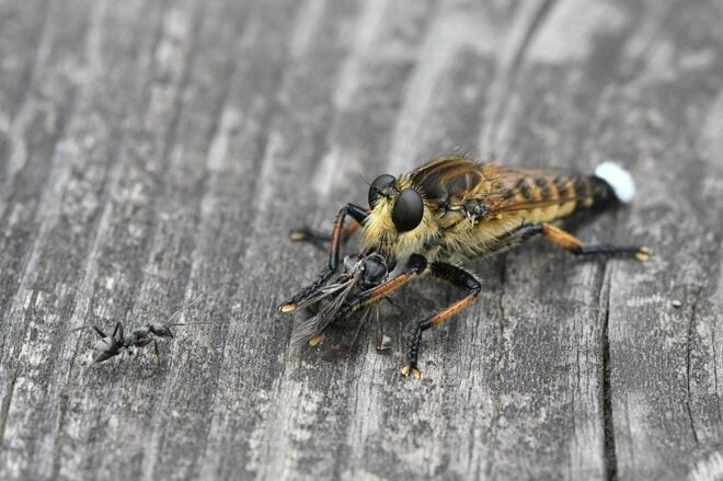 道端で獲物を狙うこの顔に注目！  “亀仙人似のイケオジ“ スズメバチも襲う「最強昆虫」の噂は都市伝説？  意外なほど弱者だった真実に迫る 【東京都 2025年】の画像006