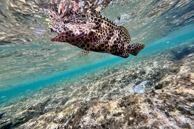 【鹿児島県】憧れのフラットシャロー！  フライフィッシングと昆虫観察、トレッキングを満喫した「奄美大島」トリップ   2025年の画像014