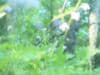 【8月上旬から咲く花】ふわふわ＆淡い色合いが幻想的… “森の妖精” レンゲショウマ「鼻曲山」レポート！  群生地の注意点も
