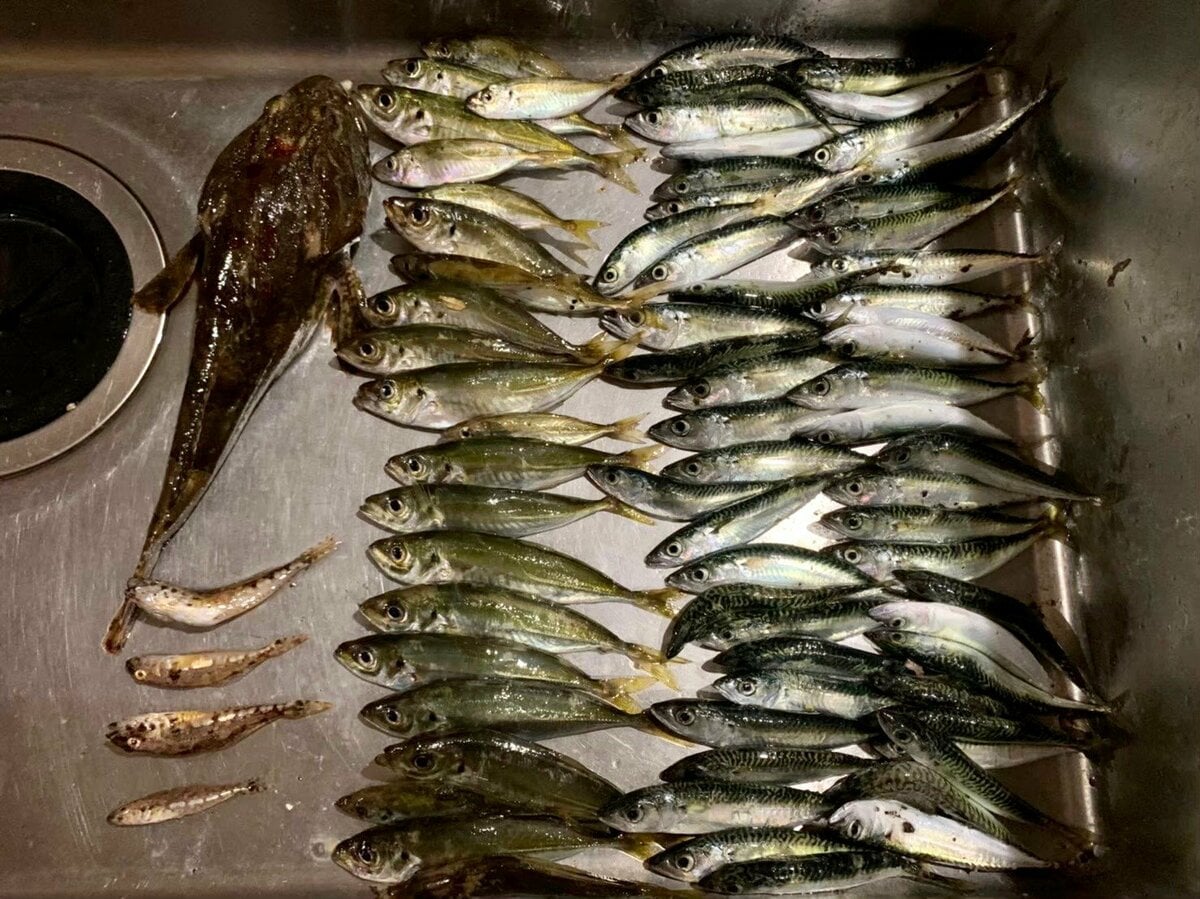 100匹釣れる かも 初心者 子ども連れにおすすめの サビキ釣り ゴールデンウィークは堤防でアジやサバを釣りまくり アクティビティ ニュース Bravo Mountain 100匹釣れる かも 初心者 子ども連れにおすすめの サビキ釣り ゴールデンウィークは堤防でアジやサバを釣りまくり アクティビティ ニュース Bravo Mountain