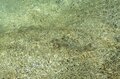 【渓流釣り】白いイワナが棲まう渓へ 「美肌に際立つ朱点が映える！  神秘的な姿」  2024年7月・長野県南部の画像002