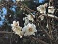 樹齢670年「梅の古木」も！  関東三大梅林の一つ「越生梅林」 春待ち散策＆景勝「黒山三滝」ウォーキングの画像002