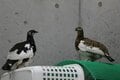もっと知りたい「ライチョウ」のこと！  大町山岳博物館の元学芸員に聞いた「神の鳥」の “生態”と“人工飼育の今”【長野県大町市】2026年の画像009