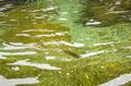 清流「大芦川」解禁日！【驚愕の人出】で大盛況！ 水面を割って躍り出る「美ヤマメ」の春・2022年4月の画像008