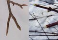 スキー場で見つける動物の足跡や食べ跡「雪上のフィールドサイン講座」【キジ博士のナチュラリスト入門 vol.10】の画像004