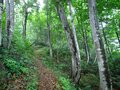 頂上付近は“まだ春の生きもの”が活動中「7月の越後駒ケ岳」動植物観察ガイド【キジ博士のナチュラリスト入門 vol.6】の画像006
