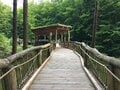 脅威的な自然の回復力！かつての軍事訓練場が今は ”2500種以上の絶滅危惧種” の住む公園に。ドイツ「アイフェル国立公園」が豊かな自然を取り戻すまで【キジ博士のナチュラリスト入門 vol.3】の画像005