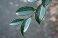 【この花はツバキ？ それともサザンカ？】身近な冬の花を簡単に見分ける方法とはの画像005