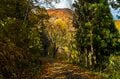 【紅葉＆登山】一面が黄色に染まるブナの原生林！ 紅葉真っ盛り！ 錦秋のトレイルを歩く中西山トレッキング 長野県長野市鬼無里・2023年の画像003