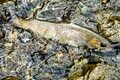 「フライフィッシングのキャンプに参加してみました」 “Anglers Camp Okushiga” 奥志賀高原のホテルでリゾートライフも満喫しつつ天然イワナに出会う渓流釣り！【長野県・雑魚川】の画像002