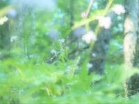 【8月上旬から咲く花】ふわふわ＆淡い色合いが幻想的… “森の妖精” レンゲショウマ「鼻曲山」レポート！  群生地の注意点も
