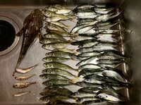 「100匹釣れる」かも？  初心者、子ども連れにおすすめの「サビキ釣り」！  ゴールデンウィークは堤防でアジやサバを釣りまくり！