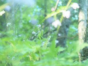 【8月上旬から咲く花】ふわふわ＆淡い色合いが幻想的… “森の妖精” レンゲショウマ「鼻曲山」レポート！  群生地の注意点も