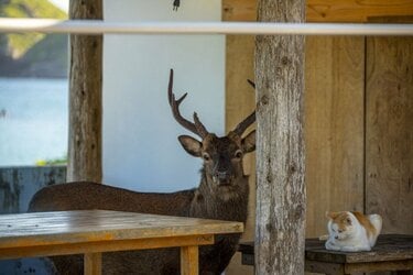 慶良間諸島で沖縄在住写真家が遭遇したネコとシカの珍行動とは？【琉球