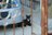 “さくらねこ” 発祥の島で【琉球島猫百景 vol.06　石垣島〈1〉】の画像003