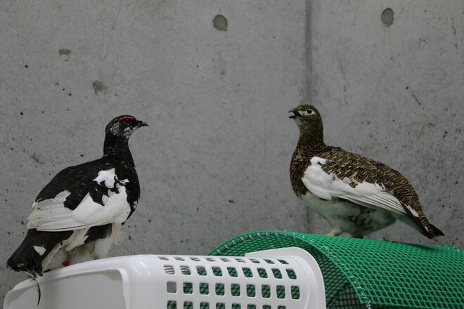 もっと知りたい「ライチョウ」のこと！  大町山岳博物館の元学芸員に聞いた「神の鳥」の “生態”と“人工飼育の今”【長野県大町市】2026年の画像009