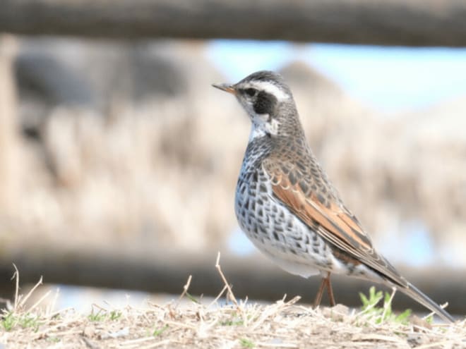 「バードウォッチング入門」 都市近郊や公園・河川でOK！  初心者でも見つけやすい「秋の野鳥」5種！  羽根の色や習性で知る「観察のコツ」の画像004