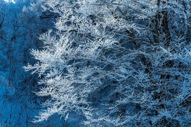 「ブナの森に咲く雪の花」が美しすぎるとSNSで話題！  標高差789ｍを最新型ゴンドラで「霧氷の世界」へ！  信州・野沢温泉スキー場【2021・初冬】の画像012