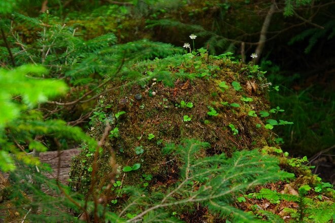 【原生林に癒される】コケ生す北八ヶ岳で出合う “高嶺の花” ミツバオウレン＜白駒の池とコケの森＞【今日も山旅気分 vol.41】の画像004