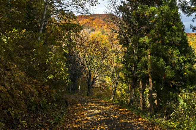 【紅葉＆登山】一面が黄色に染まるブナの原生林！ 紅葉真っ盛り！ 錦秋のトレイルを歩く中西山トレッキング 長野県長野市鬼無里・2023年の画像003