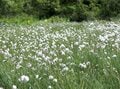 「至仏山」花の名山は尾瀬のシンボル！ 多彩な高山植物に彩られる本州最大級の高層湿原「尾瀬ヶ原」【首都圏発！週末に行ける百名山ガイド vol.5】の画像001