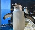 環境で違う「ペンギンの寝る姿」  腹ばい＆4秒“マイクロスリープ法”も！？ 「長崎ペンギン水族館」に聞きました【かわいいだけじゃない？ ペンギンの生態vol.2】の画像004