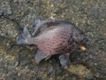海釣りでの要注意「超危険」毒魚！「食べられるけど毒あり」2種と「死亡例あり殺人生物」の危険性とは？の画像002