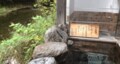 「1泊2593円から」泊まれる200年前の建物「初めての湯治」体験におすすめ！  岩手県花巻市「大沢温泉」の魅力とはの画像006