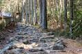 歴史を刻む峠道でハイキング！ 宇津谷峠に残る「蔦の細道」&「東海道」めぐる1時間！ 平安の歌碑、戦国の面影、明治レトロ建造物「現地レポ」の画像005