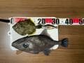 作戦変更の「オキアミチョイ掛け」的中で高級魚「ウマヅラハギ」ゲット！  嬉しさで舞い上がり “教訓” もゲット？ 「釣行レポ」の画像006