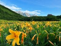 【白馬八方尾根】朝から夜まで “楽しみ てんこ盛り”  夏山のド定番「八方池トレッキング」から、夏の夜空を彩る「天空の天体ショー」開催