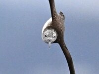 「略奪バトル・集団攻撃なんでもあり！？」  跳ねるイワシの大群に突っ込む海鳥！  レアでカオスな状況に遭遇した 【三浦半島】2024年