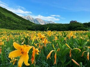 【白馬八方尾根】朝から夜まで “楽しみ てんこ盛り”  夏山のド定番「八方池トレッキング」から、夏の夜空を彩る「天空の天体ショー」開催