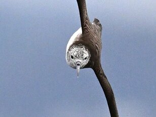 「略奪バトル・集団攻撃なんでもあり！？」  跳ねるイワシの大群に突っ込む海鳥！  レアでカオスな状況に遭遇した 【三浦半島】2024年