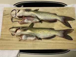 日テレ『ザ！鉄腕！DASH‼︎』でも話題！「臭い？ 美味しい？」ウワサのアメリカナマズを釣って「フライ・ムニエル・タイ流」で食べてみた結果