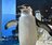 環境で違う「ペンギンの寝る姿」  腹ばい＆4秒“マイクロスリープ法”も！？ 「長崎ペンギン水族館」に聞きました【かわいいだけじゃない？ ペンギンの生態vol.2】の画像004