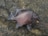 海釣りでの要注意「超危険」毒魚！「食べられるけど毒あり」2種と「死亡例あり殺人生物」の危険性とは？の画像002