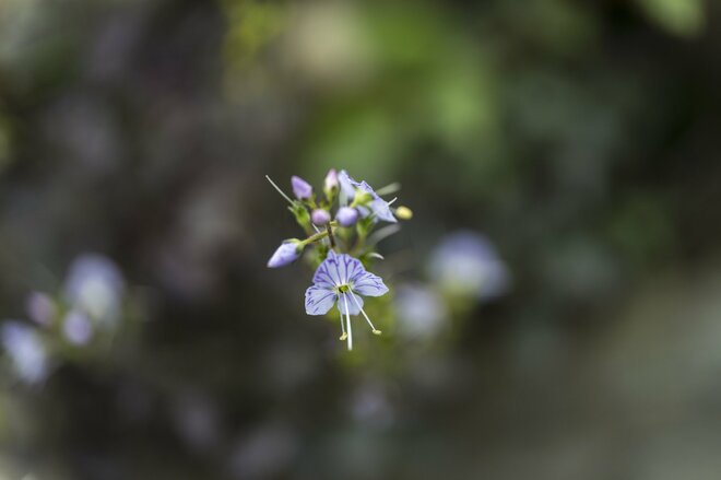 【信州の絶景】心ときめく雲上の稜線歩き！ 八方池「可憐な花々と魅惑のリフレクション」白馬・2022年8月の画像011