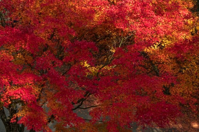 【3年連続全国No.1の紅葉スポット】「落ち葉の絨毯を狙うなら今でしょ！」鮮やかに染まるもみじ湖と“もみじのトンネル”《長野県・箕輪町》2022年の画像005