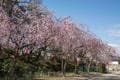 名古屋駅からアクセス良好「桜の名所3選」3月20日ごろから一斉スタート “桜まつり” で春満喫！  愛知県在住ライター厳選のスポット、電車で10分以内の場所も！の画像002