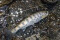 【渓流釣り】陽光きらめく春の渓でフライフィッシング「カゲロウ舞う川面からつぶらなヤマメが飛び出す！」【群馬県】の画像004