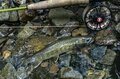 【渓流釣り】素直すぎるイワナたち！ 「各ポイントから気前よく飛び出してくれるのは、腹ペコだから！？」 水辺の観察も楽しいフライフィッシング   新潟県・2025年の画像008