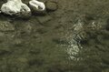 【渓流釣り】鮎沢川解禁！ 名物・鬼アマゴと出会えるか？「見える魚は釣れない」を覆せ！ 2023年の画像006