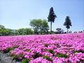 まるで「ピンクの花の海」！  絶景「芝桜の丘」咲き誇る40万株＆展望「見晴らしの丘」ほか「秩父・羊山公園」現地レポの画像005