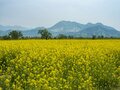 【北信濃の春】穴場と言うにはあまりに広大すぎる！ 千曲川の河川敷を埋め尽くす菜の花の「黄色い海」 長野県飯山市・2022の画像002
