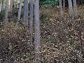 春が見ごろ「ミツマタ」山腹に広がる群生地「黄色い世界」の絶景！  苔むす神秘の神社も幻想的「愛宕山」ハイキング【兵庫県丹波篠山市】の画像009