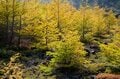 【アウトドア豆知識】いまは “標高1,000m前後” が狙い目！  人知れず「紅葉を当てるため」の3ステップの画像006